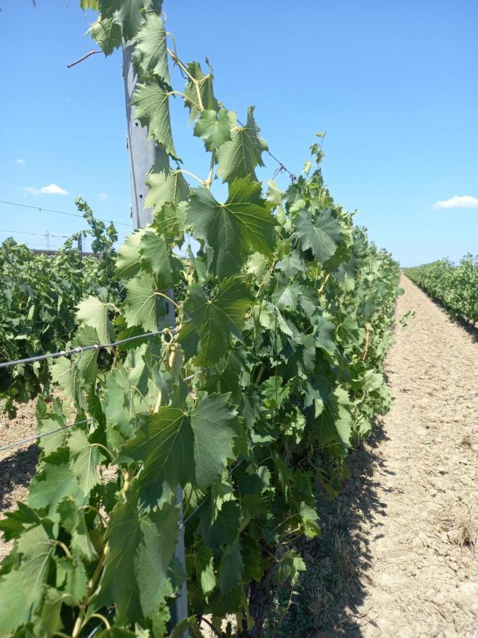 La Quiete Tra Le Vigne Tuscany 콜레살베티 외부 사진