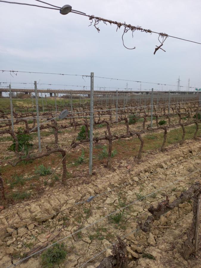 La Quiete Tra Le Vigne Tuscany 콜레살베티 외부 사진